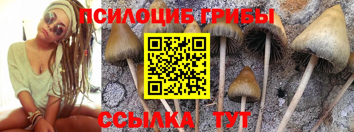 купить наркотики цена  Вход с VPN  Галлюциногенные грибы Psilocybine cubensis  Вологда  Псилоцибиновые грибы Magic Shrooms 